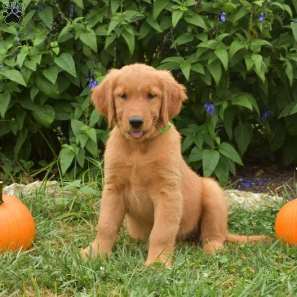 Willow, Golden Retriever Puppy