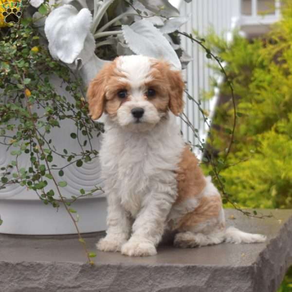 Willow, Cavapoo Puppy