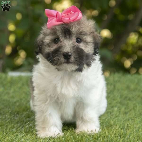 Willow, Havanese Puppy