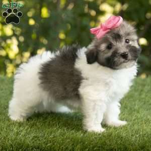 Willow, Havanese Puppy