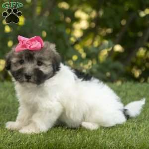 Willow, Havanese Puppy