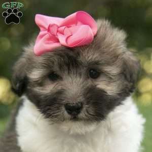 Willow, Havanese Puppy