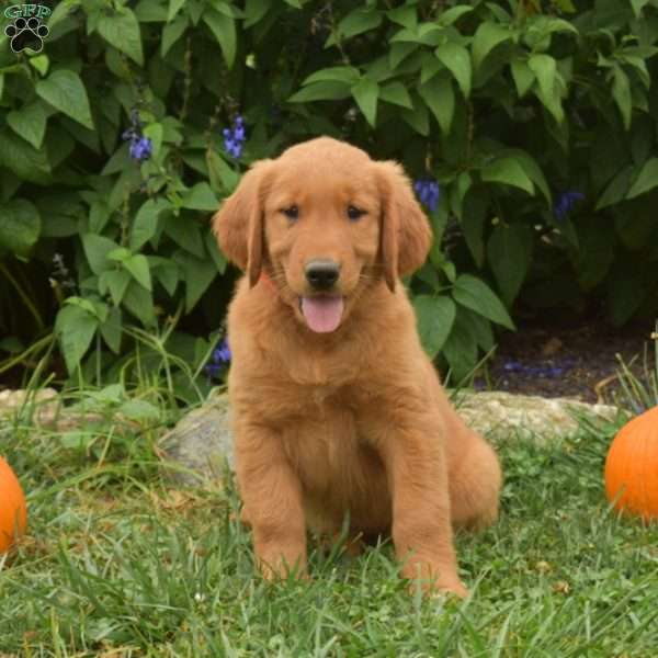 Winnie, Golden Retriever Puppy