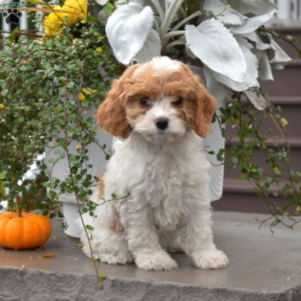 Winnie, Cavapoo Puppy