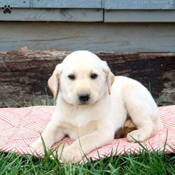 Winona, Yellow Labrador Retriever Puppy