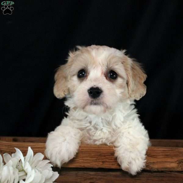 Winona, Cavachon Puppy