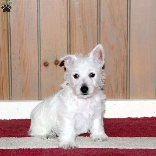 Winston, Westie Mix Puppy