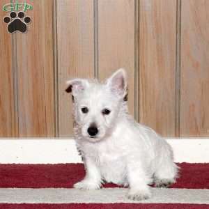 Winston, Westie Mix Puppy