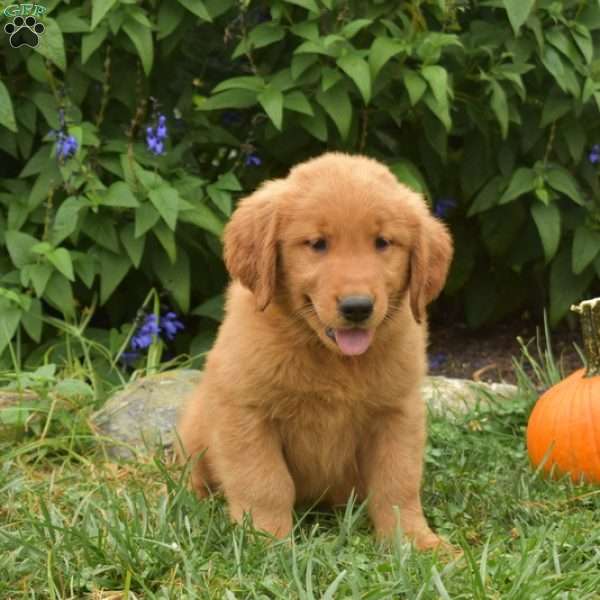 Wish, Golden Retriever Puppy