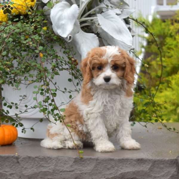 Wish, Cavapoo Puppy