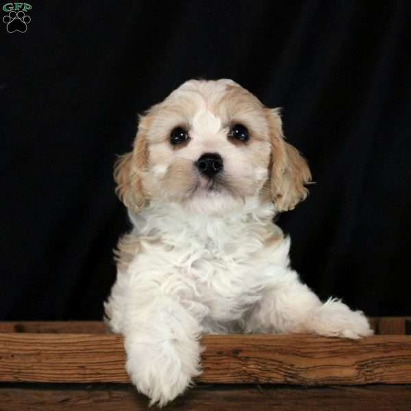 Wisteria, Cavachon Puppy