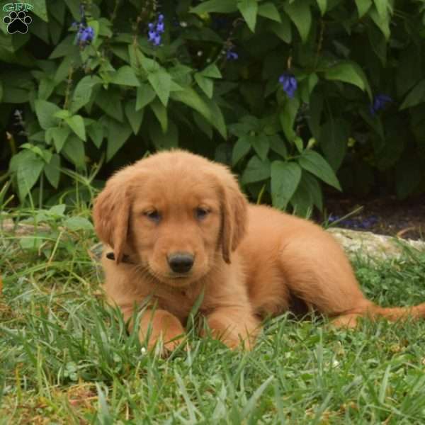 Wrangler, Golden Retriever Puppy