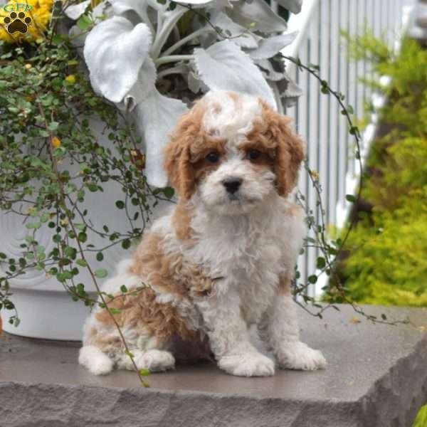 Wrangler, Cavapoo Puppy