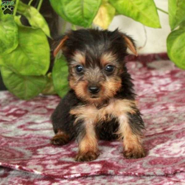 Wren, Yorkie Puppy