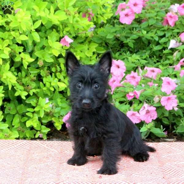 Wren, Westie Mix Puppy