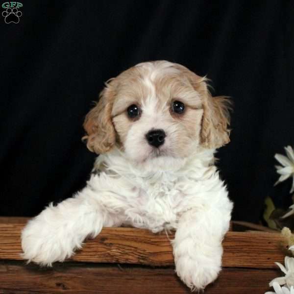 Wyatt, Cavachon Puppy