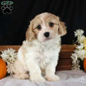 Wyatt, Cavachon Puppy