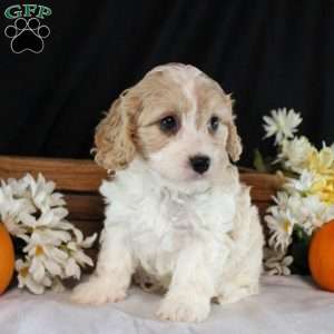 Wyatt, Cavachon Puppy