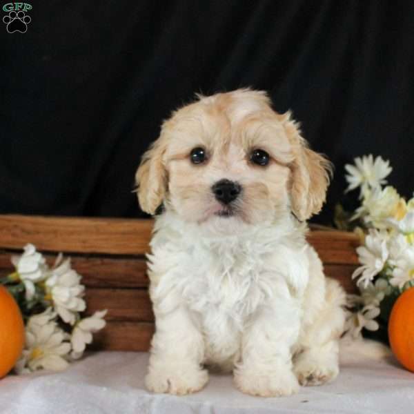 Wynn, Cavachon Puppy