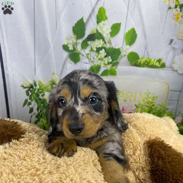 Duke, Dachshund Puppy