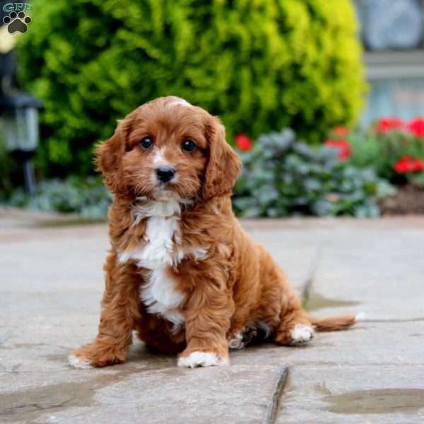 Zach, Cavapoo Puppy