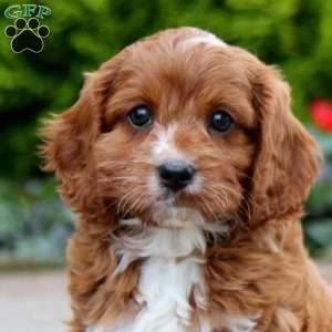 Zach, Cavapoo Puppy