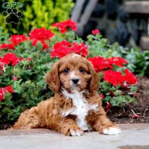 Zach, Cavapoo Puppy