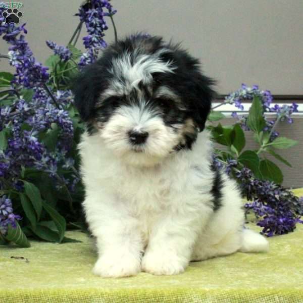 Zain, Havanese Puppy