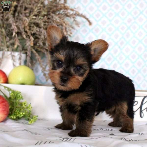 Zander, Yorkie Puppy