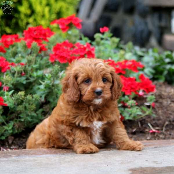 Zandra, Cavapoo Puppy