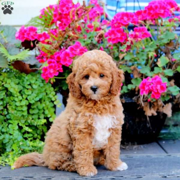 Zandra, Miniature Poodle Puppy