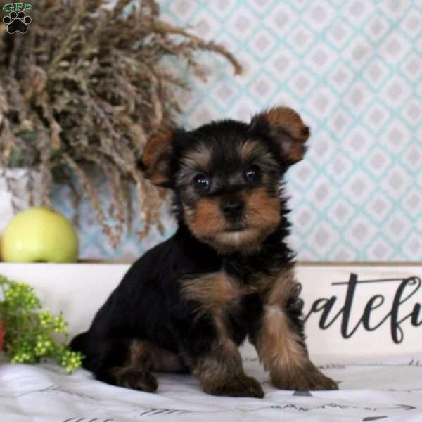 Zane, Yorkie Puppy