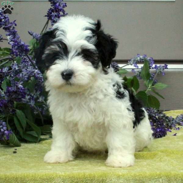 Zeke, Havanese Puppy