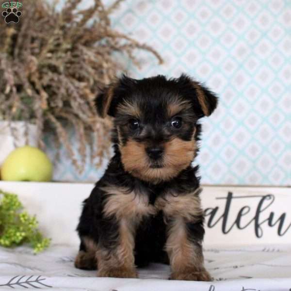 Zeke, Yorkie Puppy