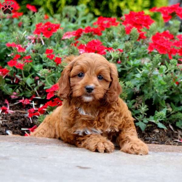 Ziggy, Cavapoo Puppy