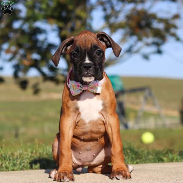 Zoe, Boxer Puppy