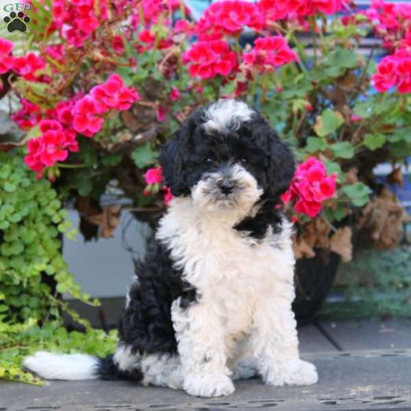 Zoey, Miniature Poodle Puppy