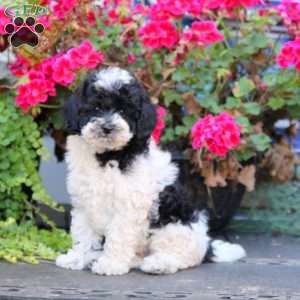 Zoey, Miniature Poodle Puppy