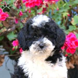 Zoey, Miniature Poodle Puppy