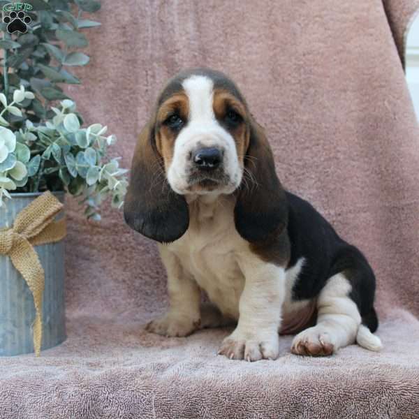 Alex, Basset Hound Puppy