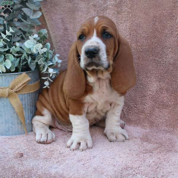 Alister, Basset Hound Puppy