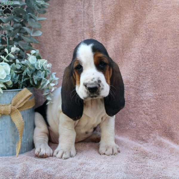 Allie, Basset Hound Puppy