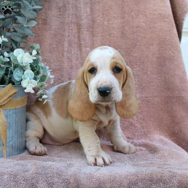 Angel, Basset Hound Puppy