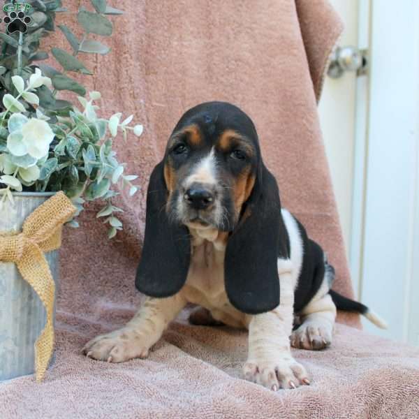 Angie, Basset Hound Puppy