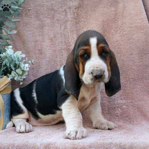 Axel, Basset Hound Puppy