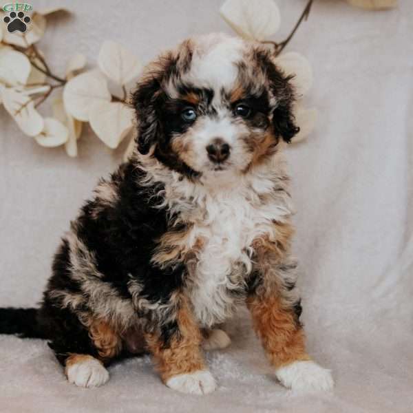 Bambi, Mini Bernedoodle Puppy