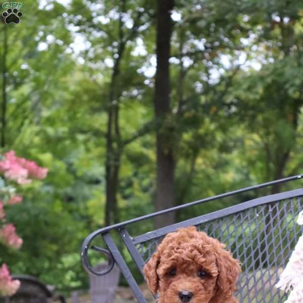 Bryce, Mini Goldendoodle Puppy