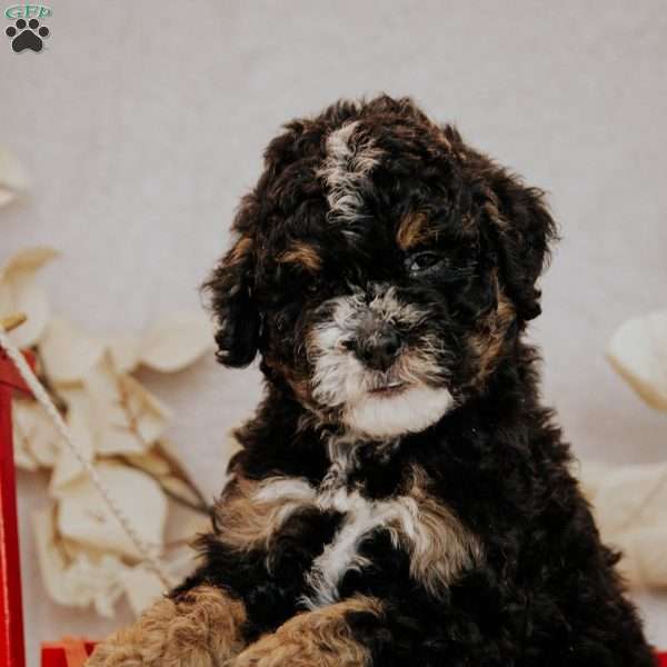 Becky, Mini Bernedoodle Puppy