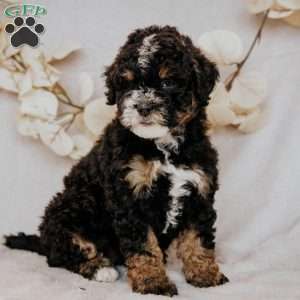 Becky, Mini Bernedoodle Puppy