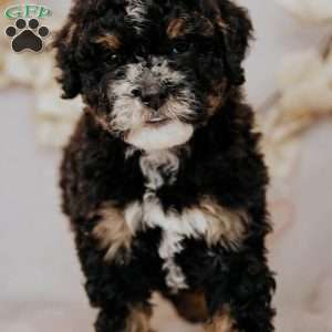 Becky, Mini Bernedoodle Puppy